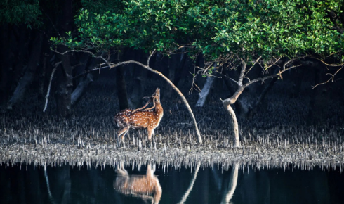 sundarban trip