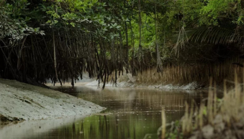 sundarban tour package from Kolkata