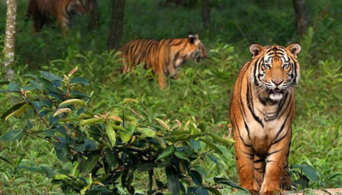 sundarban trip