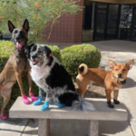 dog training Phoenix reviews