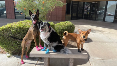 dog training Phoenix reviews